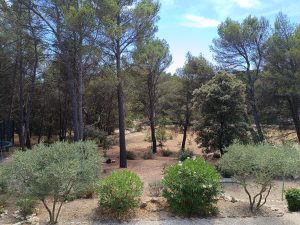 Écrin de nature sous les pins