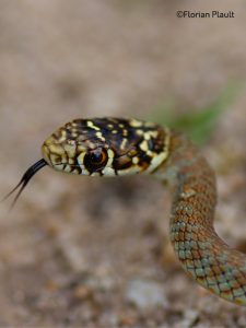 « Atlas des reptiles et des amphibiens de PACA »